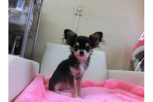 成約済の京都府のチワワ(ロングコート)-39583の3枚目