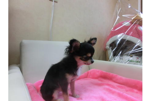 成約済の京都府のチワワ(ロングコート)-39583の2枚目