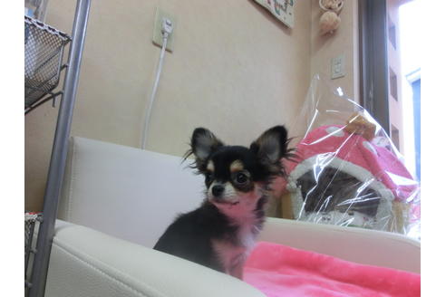 成約済の京都府のチワワ(ロングコート)-39583の1枚目