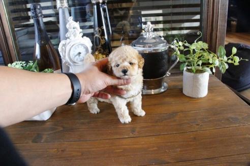 成約済の埼玉県のトイプードル-47658の3枚目