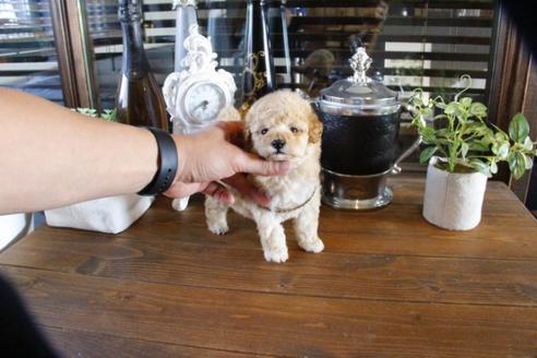 成約済の埼玉県のトイプードル-47658の4枚目