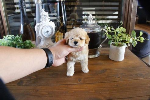 成約済の埼玉県のトイプードル-47658の2枚目