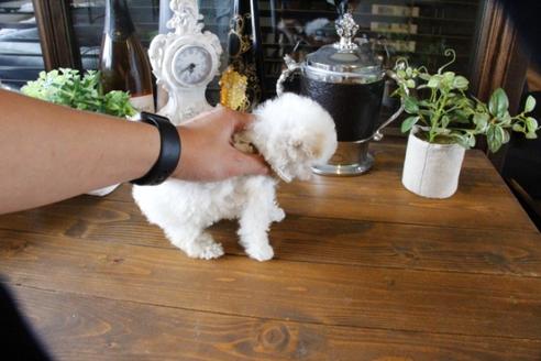 成約済の埼玉県のトイプードル-47660の2枚目