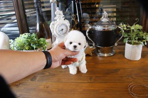 成約済の埼玉県のトイプードル-47660の3枚目