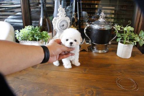 成約済の埼玉県のトイプードル-47660の4枚目