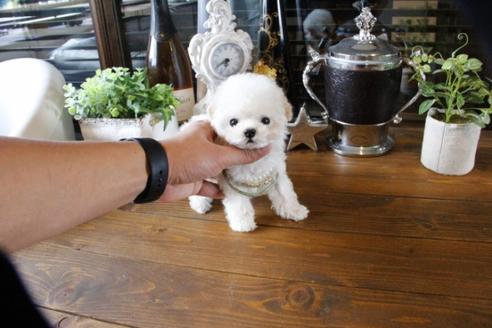 成約済の埼玉県のトイプードル-47660の1枚目