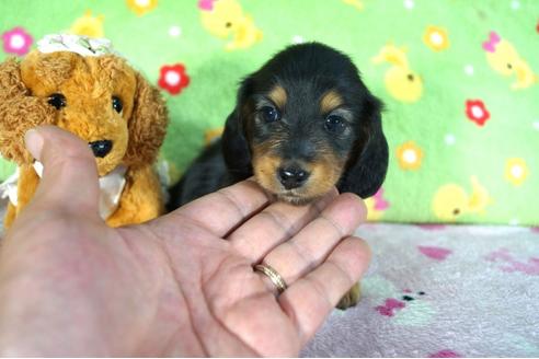 成約済の兵庫県のカニンヘンダックスフンド(ロングヘアード)-47701の2枚目