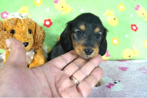 成約済の兵庫県のカニンヘンダックスフンド(ロングヘアード)-47701の3枚目