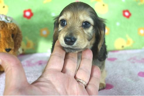 成約済の兵庫県のミニチュアダックスフンド(ロングヘアード)-47705の4枚目