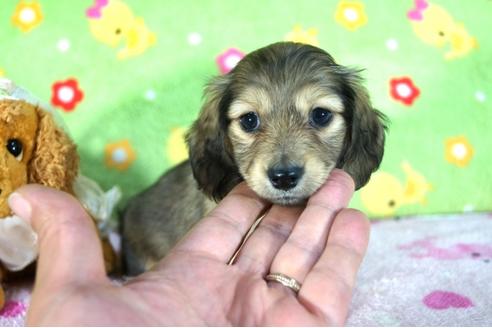 成約済の兵庫県のミニチュアダックスフンド(ロングヘアード)-47707の3枚目