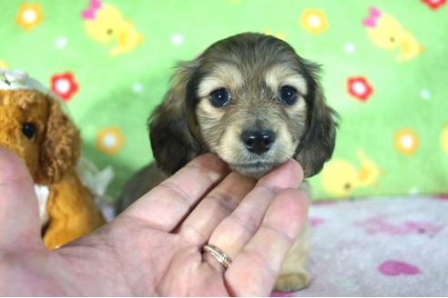 成約済の兵庫県のミニチュアダックスフンド(ロングヘアード)-47707の4枚目