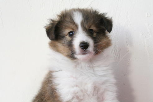 成約済の京都府のシェットランドシープドッグ(シェルティ)-47715の4枚目