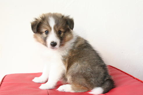 成約済の京都府のシェットランドシープドッグ(シェルティ)-47715の3枚目