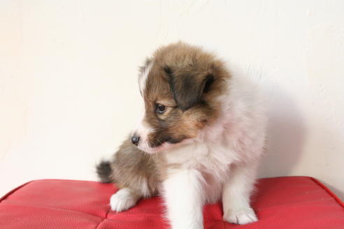 成約済の京都府のシェットランドシープドッグ(シェルティ)-47715の2枚目