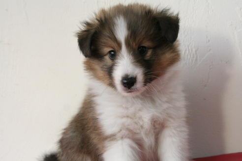 成約済の京都府のシェットランドシープドッグ(シェルティ)-47715の1枚目