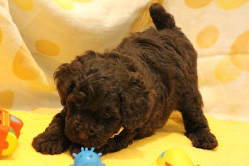 成約済の愛知県のトイプードル-46322の5枚目