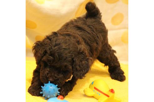 成約済の愛知県のトイプードル-46322の4枚目