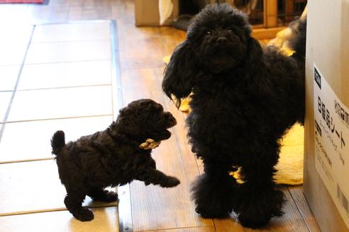 成約済の愛知県のトイプードル-46322の2枚目