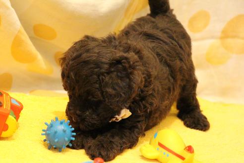 成約済の愛知県のトイプードル-46322の1枚目