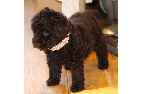 成約済の愛知県のトイプードル-46327の4枚目