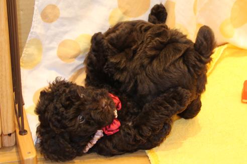 成約済の愛知県のトイプードル-46327の2枚目