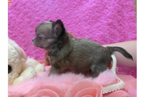 成約済の京都府のチワワ(ロングコート)-47723の3枚目