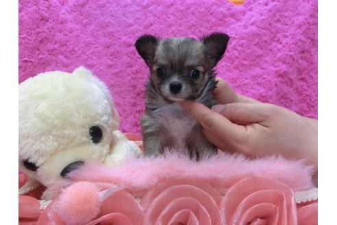 成約済の京都府のチワワ(ロングコート)-47723の2枚目