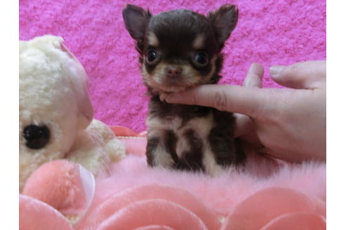 成約済の京都府のチワワ(ロングコート)-47725の3枚目