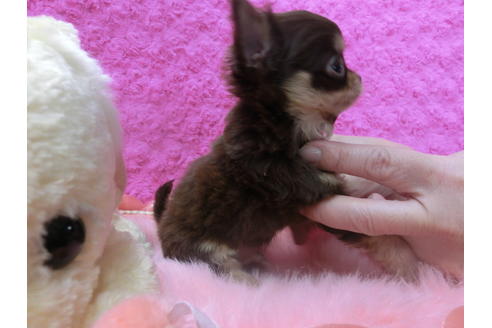 成約済の京都府のチワワ(ロングコート)-47725の2枚目