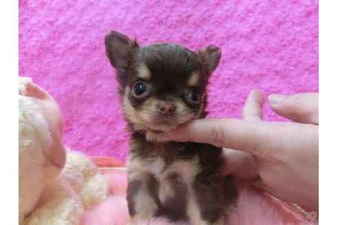 成約済の京都府のチワワ(ロングコート)-47725の1枚目