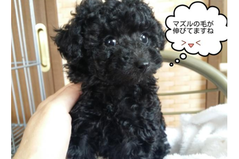 成約済の愛媛県のトイプードル-47058の3枚目