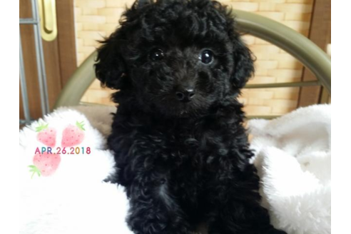 成約済の愛媛県のトイプードル-47058の2枚目
