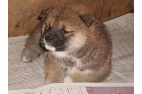 成約済の三重県の柴犬-46974の1枚目