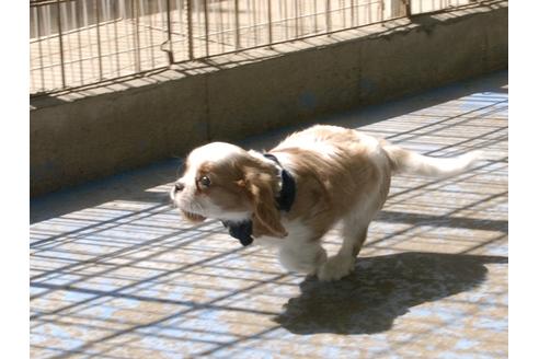 成約済の埼玉県のキャバリアキングチャールズスパニエル-47744の3枚目