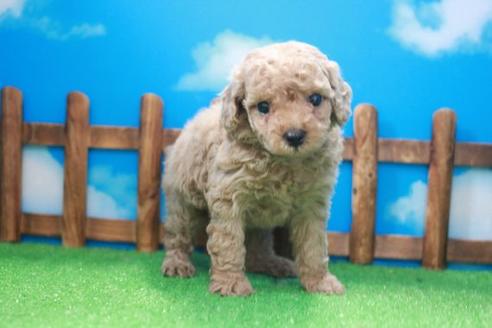 成約済の滋賀県のトイプードル-47073の2枚目