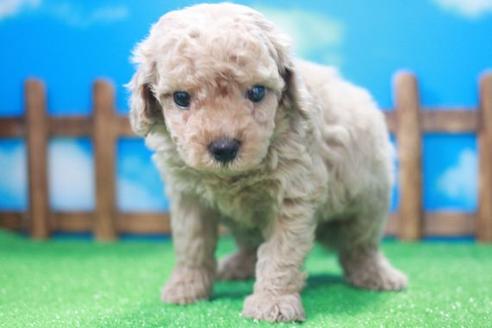 成約済の滋賀県のトイプードル-47073の1枚目