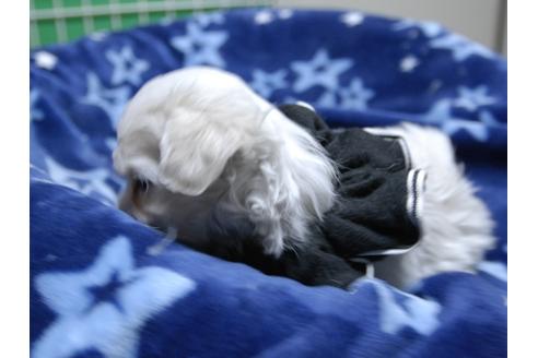 成約済の埼玉県のマルチーズ-47753の1枚目