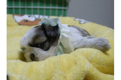 成約済の埼玉県のシーズー-47770の2枚目