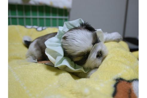 成約済の埼玉県のシーズー-47770の3枚目