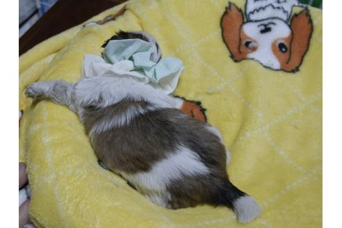成約済の埼玉県のシーズー-47770の4枚目
