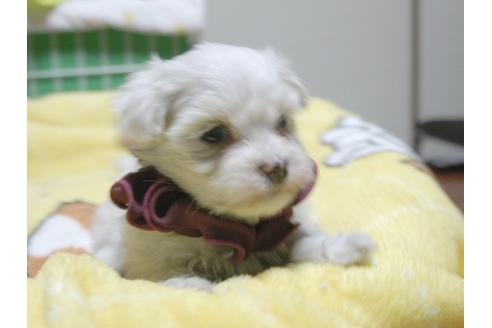 成約済の埼玉県のマルチーズ-47772の2枚目