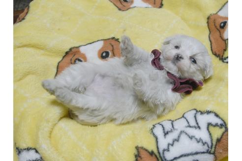 成約済の埼玉県のマルチーズ-47772の3枚目
