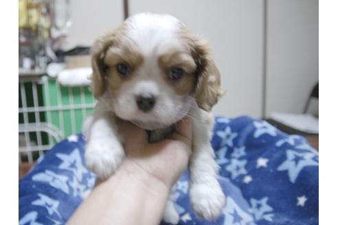 成約済の埼玉県のキャバリアキングチャールズスパニエル-47773の3枚目