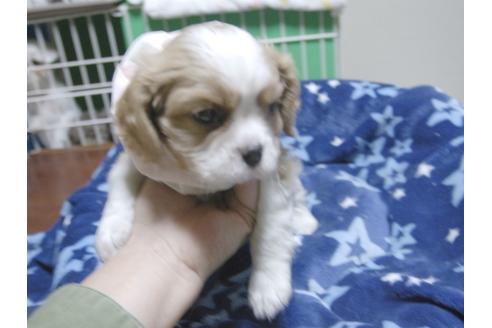 成約済の埼玉県のキャバリアキングチャールズスパニエル-47773の4枚目