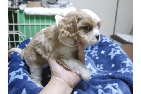 成約済の埼玉県のキャバリアキングチャールズスパニエル-47773の5枚目