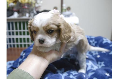 成約済の埼玉県のキャバリアキングチャールズスパニエル-47773の1枚目