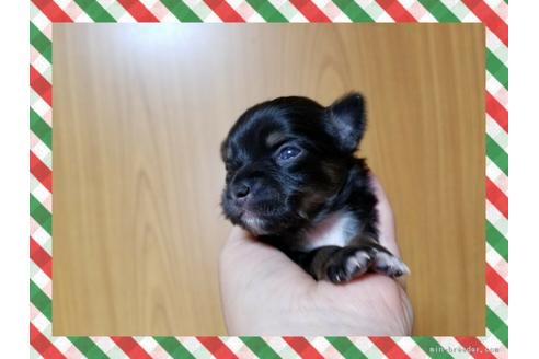 成約済の長崎県のチワワ(ロングコート)-47738の1枚目