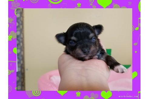 成約済の長崎県のチワワ(ロングコート)-47736の1枚目