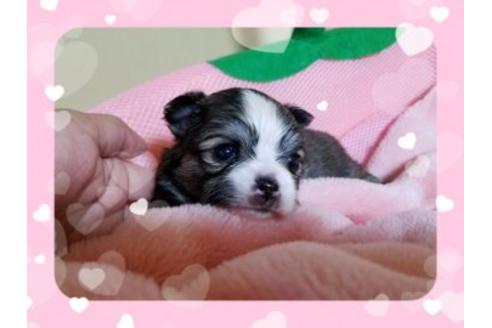 成約済の長崎県のチワワ(ロングコート)-47140の1枚目