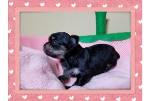 成約済の長崎県のチワワ(ロングコート)-47138の3枚目